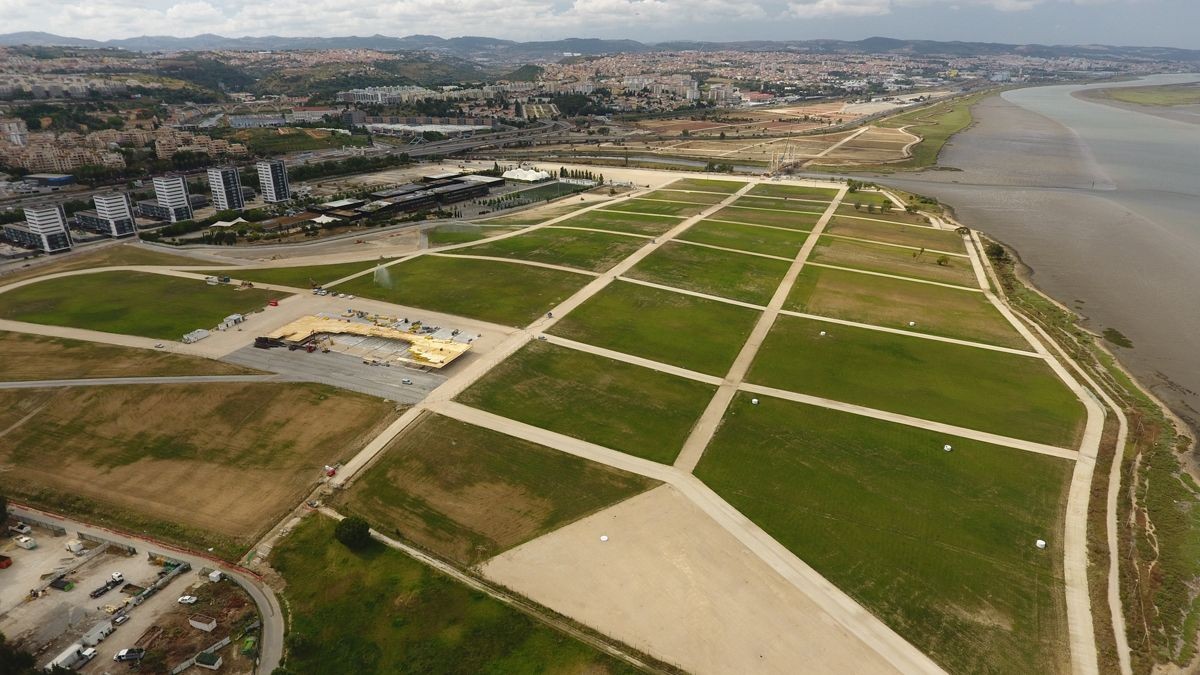 noticia oliveiras